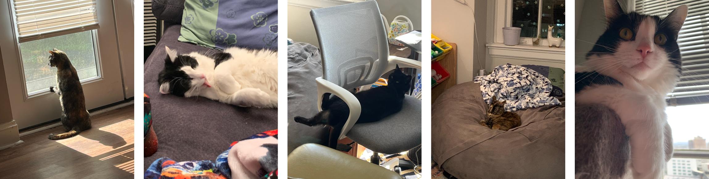 Five photos of silly cats! Meet Sassy, Billie, and Onyx.
