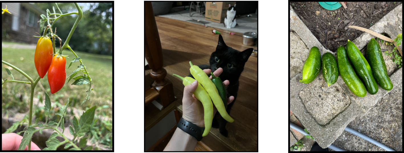 Photos of vegetables we have grown and Onyx sniffing banana peppers.